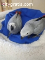 Sweet and lovely African grey parrots fo