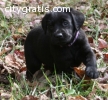 sweet little boy is very playful and rea