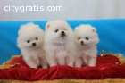 SWEET Pomeranian Puppies Available