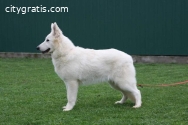 Swiss white shepherd