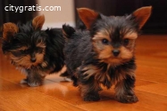 Tacup Yorkie Puppies For Sale