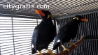 Talking and singing hill mynah Birds