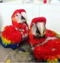 Tamed & Hand-Raised Parrots for sale