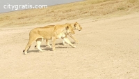 Tanzania Safari Packages