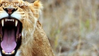 Tanzania Safari Tours