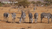 #Tanzania Safari Tours