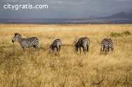 @Tanzania Safari Trips