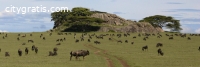 Tanzania Safari
