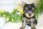 tea cup yorkie puppies for good family