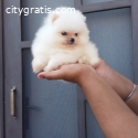 Teacup boo Pomeranian
