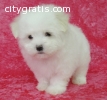 Teacup Maltese Pups Available