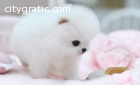 Teacup Pomeranian Puppies Available #(71