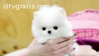 Teacup Pomeranian Puppies For X-Mas