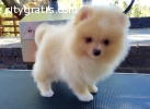 Teacup Pomeranian puppies