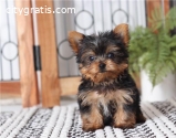 Teacup Yorkie Puppies for sale