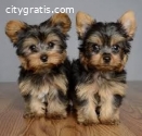 Teacup Yorkie Puppies for sale