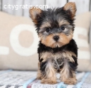 Teacup Yorkie Puppies for sale \