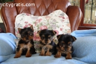 Teacup Yorkie puppies