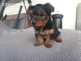 Teacup Yorkie Puppies