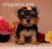 Teacup Yorkies for re-homing..(646) 439-