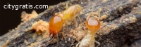 Termite Control Colorado Springs