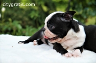 Three male Boston Terrier puppies