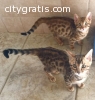 TICA Registered M/F Bengal Kittens For S