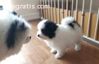 Tiny Teacup Pomeranian Puppies