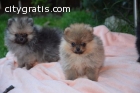 Tiny Teacup Pomeranian Puppies
