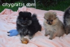 Tiny Teacup Pomeranian Puppies