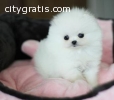 Tiny Teacup Pomeranian Puppies