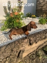 Top quality dachshund short haired puppi