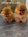 Top quality Pomeranians