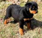 Top Quality Rottweiler Puppies