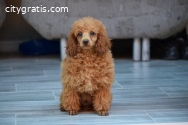 Toy poodle, female and musician