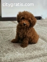 Toy poodle puppies