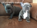 Trained male and female french bulldog