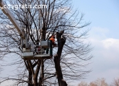 Tree Removal Chandler AZ