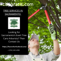 Tree Service Experts In Sacramento