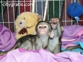 Twin Baby Capuchin Monkeys for sale