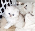Two Beautiful Tortie Persian kittens av