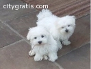 two maltese puppies for free adoption.56