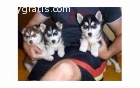 Two Siberian  Huskies available