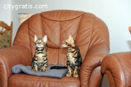 Two T.I.C.A Bengal kittens