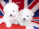 Two Teacup Maltese Puppies Needs a New F