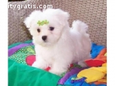 Two Teacup Maltese Puppies Needs a New