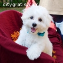 Very cute AKC Bichon Maltese puppies