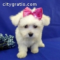 Very cute AKC Bichon Maltese puppies