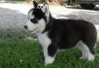 very smart siberian husky puppies ready