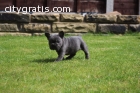 Vet Checked Frenchie Puppies Available